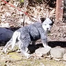 Australian Cattle Dog Puppies from Buffalo Valley AKC Australian Cattle Dogs