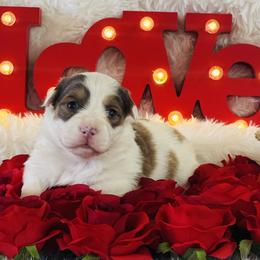 Kiss - Red female Pembroke Welsh Corgi puppy in Muldrow, Oklahoma from Dean’s Rustic Ranch Corgis and Horses