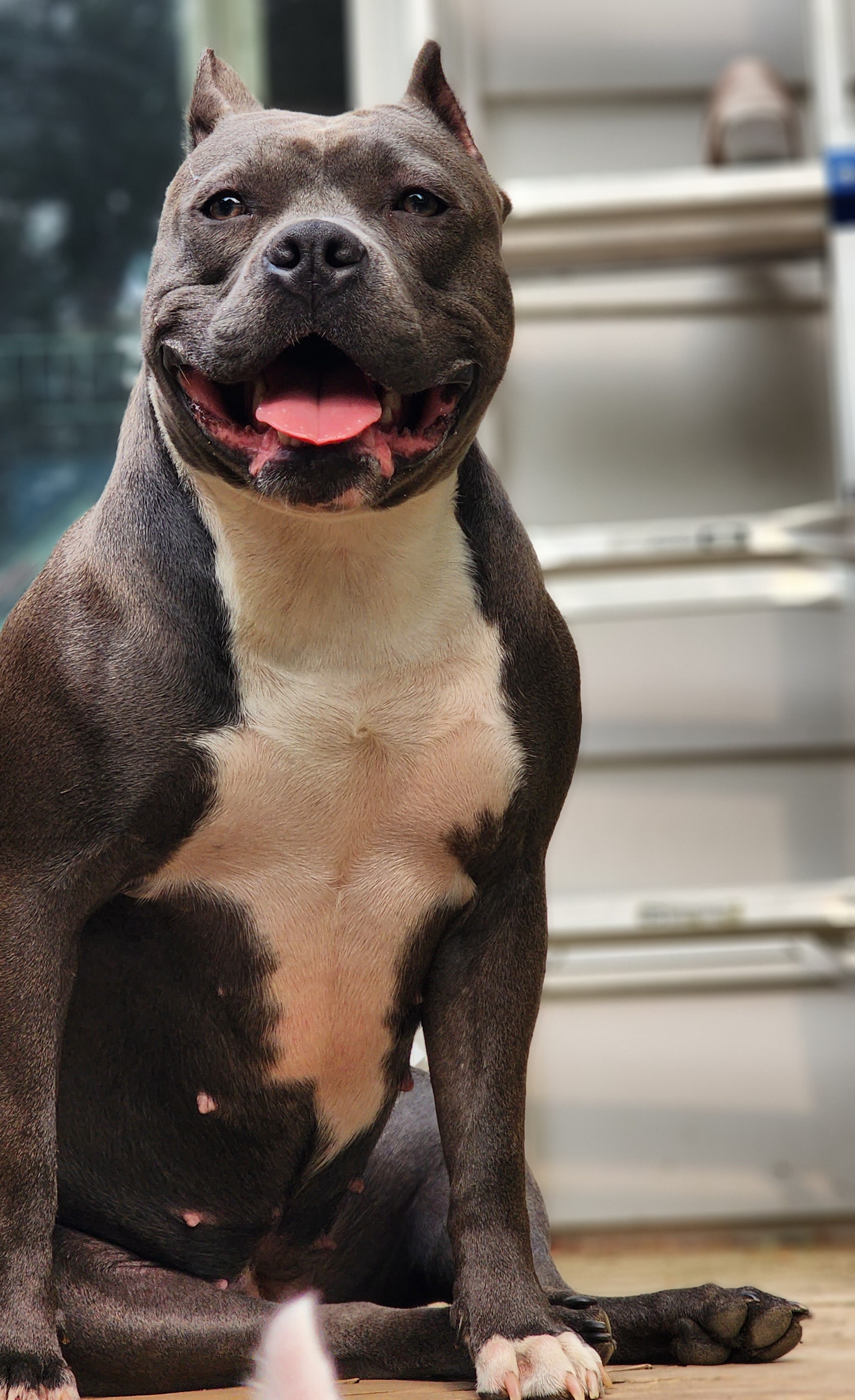 ODB'S Behold the Enchantress ("Tress") - Seal brown American Bully puppy in Saratoga Springs, New York from Oily Drop Bullies