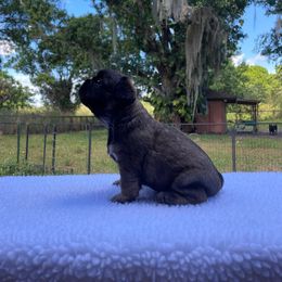 French Bulldog Puppies from Just Us Frenchies