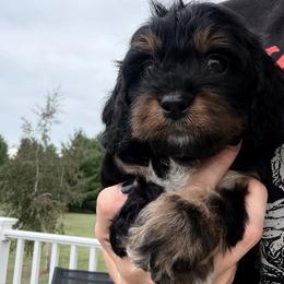 Zinnia(now assigned with violet) - Black and tan female Cavapoo puppy in Battle Lake, Minnesota from Panda Puppies