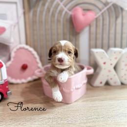 Florence - Caramel red male Australian Labradoodle puppy in Palmdale, California from Doodles_Ko