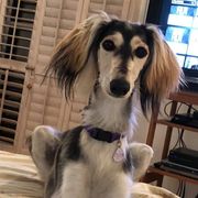 Salukis from Cori's Saluki