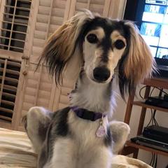 Salukis from Cori's Saluki