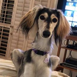 Salukis from Cori's Saluki