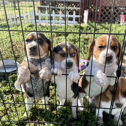Beagle Puppies from Bluebonnet Kennels