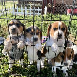 Beagle Puppies from Bluebonnet Kennels