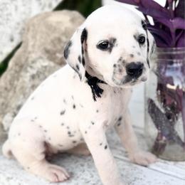 Black - White and black female Dalmatian puppy in Westhoff, Texas from Smart Dalmatians (LUA)
