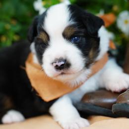Colt - Black tri male Miniature Australian Shepherd puppy in Chesapeake, Virginia from Beaver Dam Mini Aussies