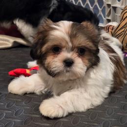 Boy 3 - Tricolor male Shih Tzu puppy in New Bern, North Carolina from Kuddly Creatures