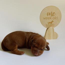 Dachshund Puppies from Truehearted Miniature Dachshunds