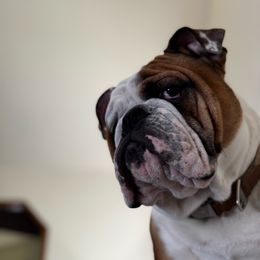 Adonis - Bulldog