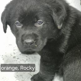 Rocky Orange collar - Black male Labrador Retriever puppy in Greenwich, Ohio from Pure Gem Kennel