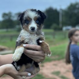 Loretta - Blue merle female Miniature American Shepherd puppy in Mill Spring, North Carolina from Adair's Australian Shepherds