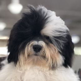 Havanese from Lynroc Kennels