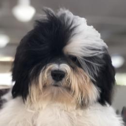Havanese from Lynroc Kennels