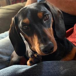 Sassafras - Dachshund