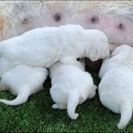 Golden Retriever Puppies from Fiddle In Gold Retrievers