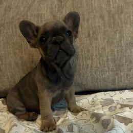 Pink - Blue fawn female French Bulldog puppy in Kyle, Texas from Small Town Frenchies