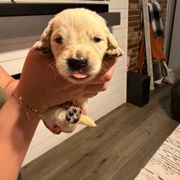 Fluffy (Dark Green) - Light golden male Golden Retriever puppy in Jacksonville, Florida from River City Golden Retrievers