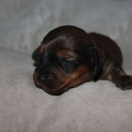 Boy 2 - Dachshund puppy from Murry’s minis