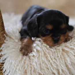 Patrick - Black and tan male Cavalier King Charles Spaniel puppy in Payette, Idaho from Stonewick Retrievers