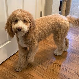 Goldendoodle All Grown Up from Doodles of Colorado