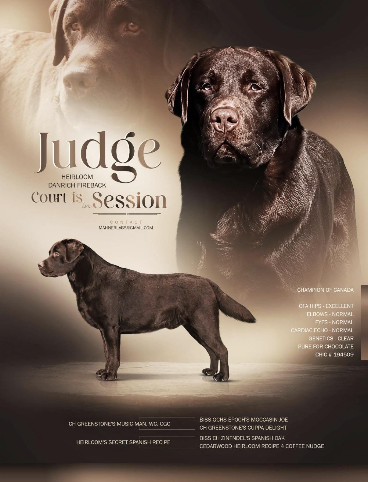 Judge