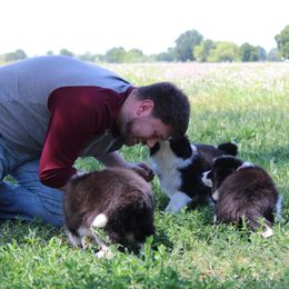 Border Collie Puppies from Kagee Border Collies