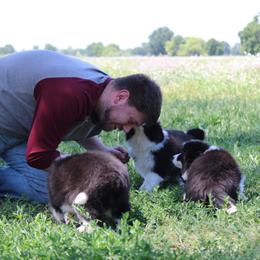 Border Collie Puppies from Kagee Border Collies