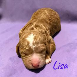Girl 1 - Apricot female Poodle puppy in Port Orange, Florida from Daytona’s Standard Poodles
