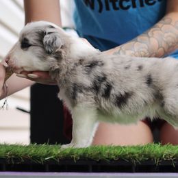 Clematis - White and blue merle female Border Collie puppy in Summerville, South Carolina from MeadowView