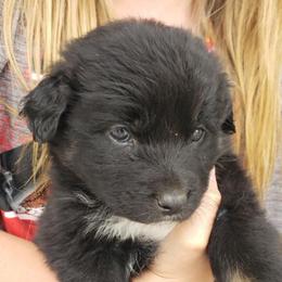 Licorice - Black tri-color female Australian Shepherd puppy in Nezperce, Idaho from Willow Creek Farm
