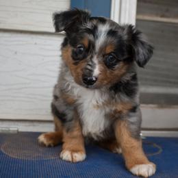Boy 1 - Blue merle male Toy Australian Shepherd puppy in Lubbock, Texas from Texas Bluebonnet Herders