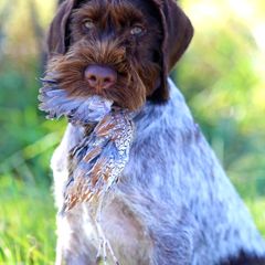 German Wirehaired Pointer Puppies from Reece GWP