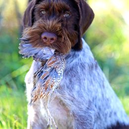 German Wirehaired Pointer Puppies from Reece GWP