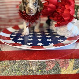 Girl 2 - Dachshund puppy in Missoula, Montana from Rocky Mountain Dachshunds