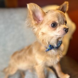 Andy - Blue fawn male Chihuahua puppy in Niagara County, New York from Coolballow Chihuahuas
