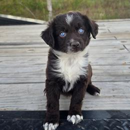 Sage - Red tri female Miniature Australian Shepherd puppy in Paris, Texas from Blue Envy Mini Aussies