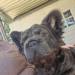 Bonnie - French Bulldog