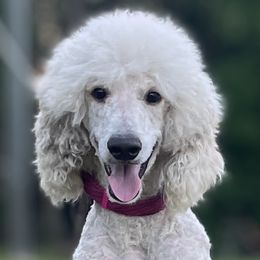 Bordoodles, Labradoodles, and Poodles from Sugar Camp Canine - Maxwell
