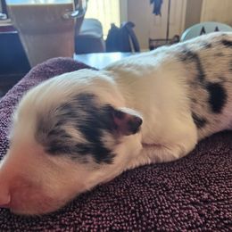 Hendrix - Blue merle female Border Collie puppy in Salt Lake City, Utah from Monarch BorderCollies