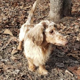 Dachshunds from Whittier's Dachshunds