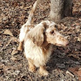 Dachshunds from Whittier's Dachshunds