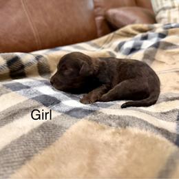 Girl 2 - Merle female Goldendoodle puppy in Denison, Texas from Texoma Doodles