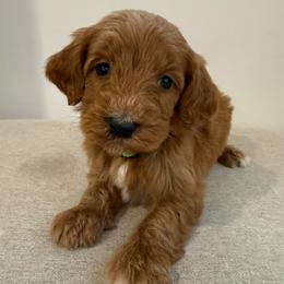 Green collar boy - Red  male Goldendoodle puppy in Ridgewood, New Jersey from Jessie’s Doodles