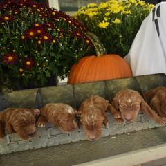 Aussiedoodle and Goldendoodle Puppies from Plumcreek Acres