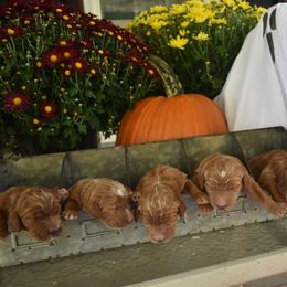 Aussiedoodle and Goldendoodle Puppies from Plumcreek Acres