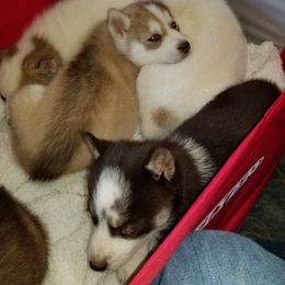 Siberian Husky Puppies from Blevins Hill Top Huskies