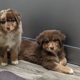 Australian Shepherd and Pomeranian Puppies from Sandy Aussie's